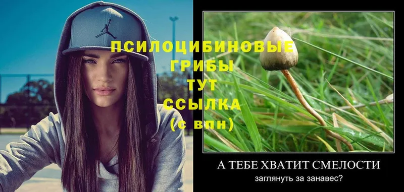 сколько стоит  Прокопьевск  Псилоцибиновые грибы Psilocybine cubensis 